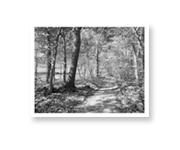 Photographic Prints